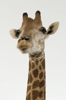 Close-up of giraffe head in white background