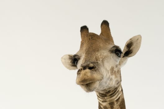 Close-up of giraffe head in white background