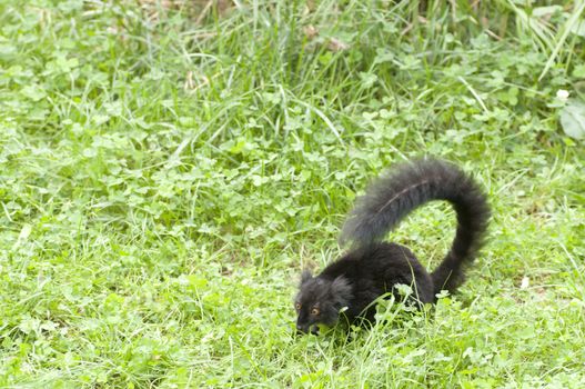 A young black lemur watching the grass