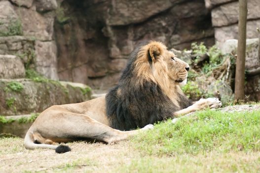 Male Asiatic lion (Panthera leo persica) is a rare subspecies of the lion which survives today only in the Gir Forest of Gujarat, India.