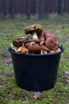 Fresh mushrooms in a bucket in the woods

