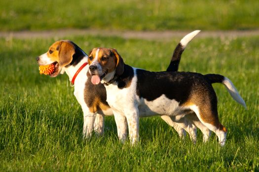 Happy beagle dogs in a park
