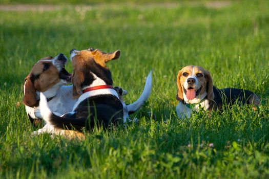 Happy beagle dogs in a park
