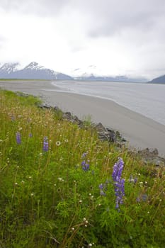 Summer wetlands landscape in Alaska 