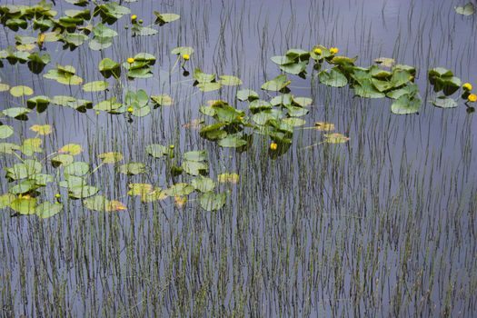 Summer wetlands landscape in Alaska 