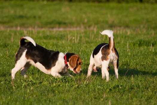 Happy beagle dogs in a park
