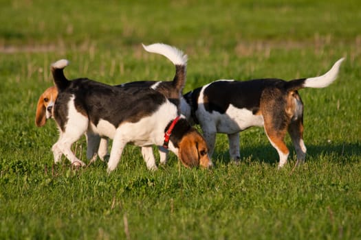Happy beagle dogs in a park