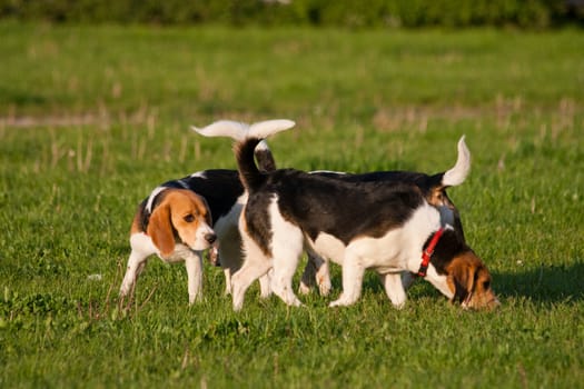 Happy beagle dogs in a park