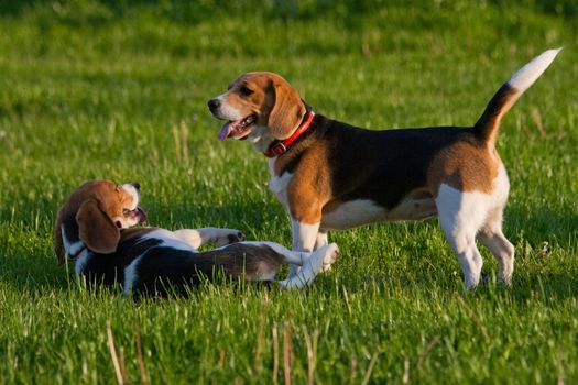 Happy beagle dogs in a park