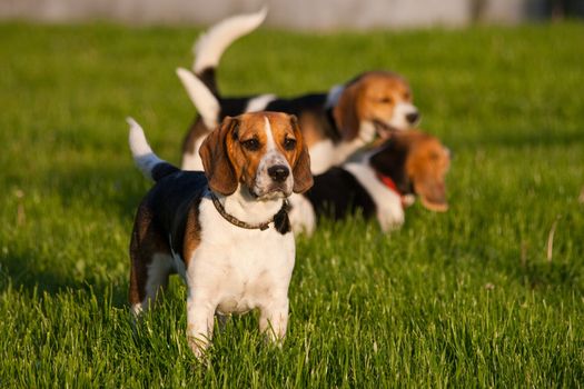 Happy beagle dogs in a park