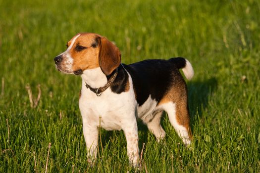 Happy beagle dog in a park