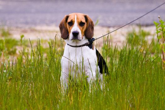 Young beagle dog sitting in a grass
