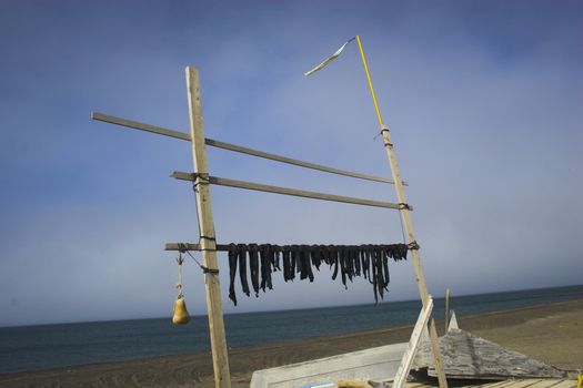 Traditional inuit food - reindeer jerky on wooden rack drying at the shore of an Arctic Ocean
