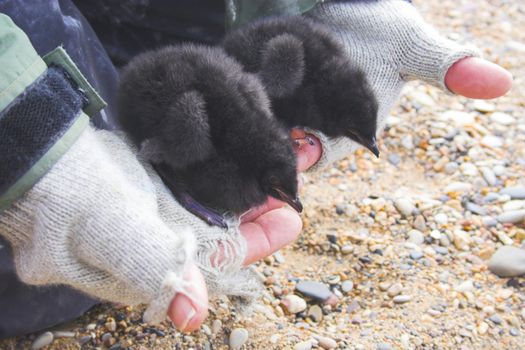 Baby birds in colony on the island in Arctic Ocean