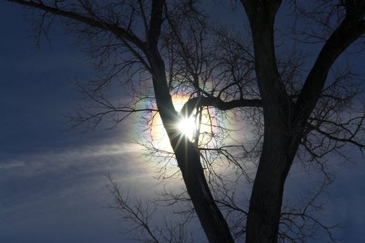 Circular rainbow in the sky with sun behind the tree brunch