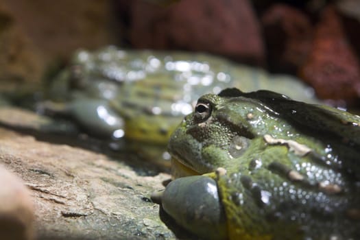 two green bullfrogs sitting on the stone