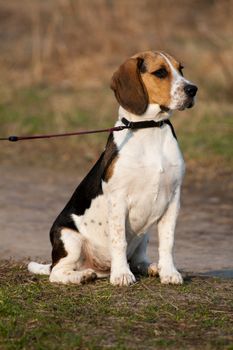 Cute tri-colored beagle puppy sitting in a park