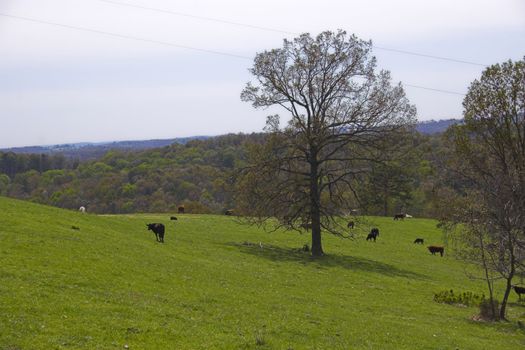 Ozark countryside