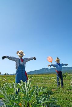 Rural scene - two scarecrows in the field.