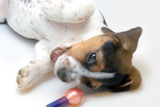 Cute tricolor beagle puppy plays with a red nail polish