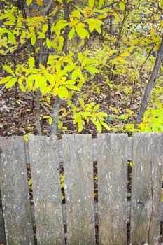 Fall colors, fragments and scenes for backgrounds