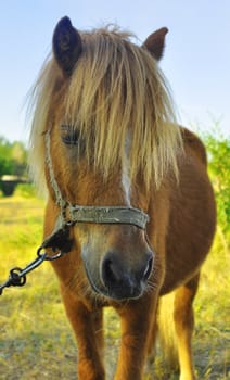 a brown pony foal walking curiously towards the camera 