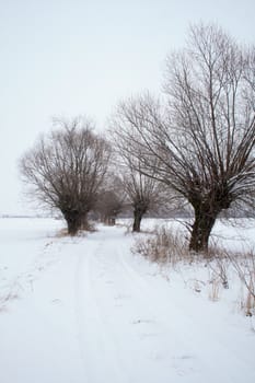 Winter landscape with road and willow trees