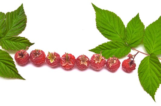 berries of a raspberry are isolated on a white background 