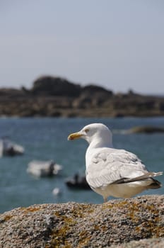 Shot of seagull sitting on rock, watching the ocean.
