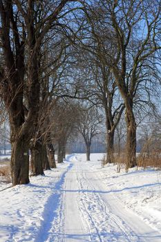 Snowy road between the trees during wintertime