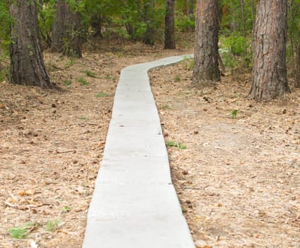 footpath from stone plates passes between trees