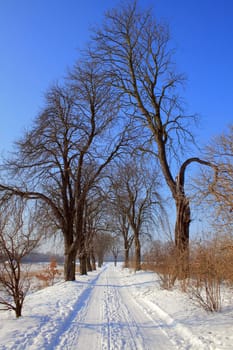 Snowy road between the trees during wintertime