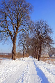 Snowy road between the trees during wintertime