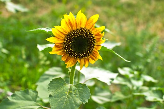 closeup beautiful young sunflower on green background