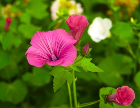 beautiful red cultivated flower on green background