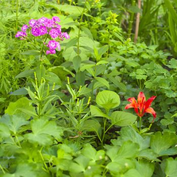 Garden florets in grass on green background