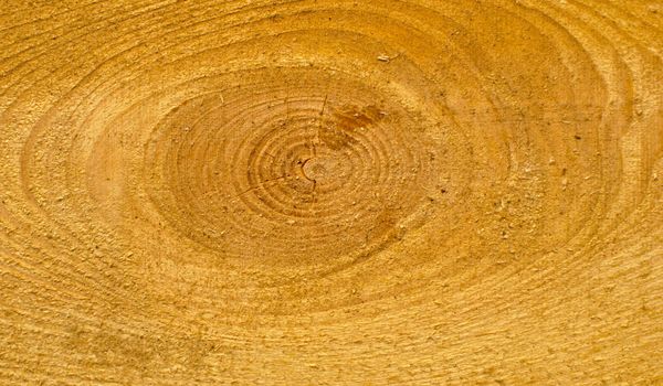 wood cross section with annual growth rings 