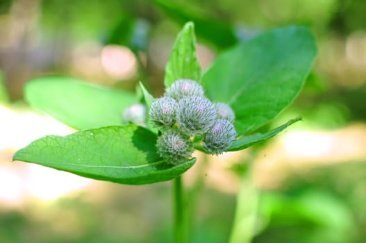 blossoming prickly burdock in beams of the sun 