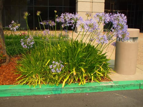 Agapanthus flowers on a sunny day.