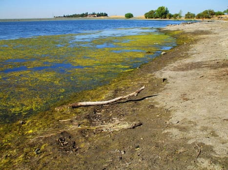 Green algae growing on the water's surface.