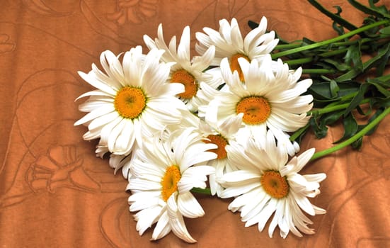 photo of camomiles on a brown background