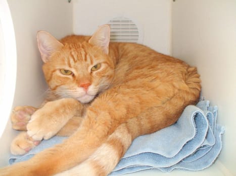 Close up of domestic short hair cat.