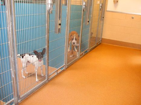 Animal shelter dogs resting in the cage.