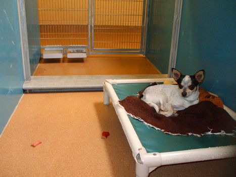 Animal shelter dog resting in the cage.