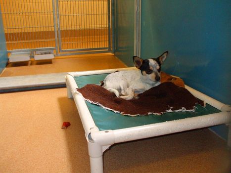 Animal shelter dog resting in the cage.