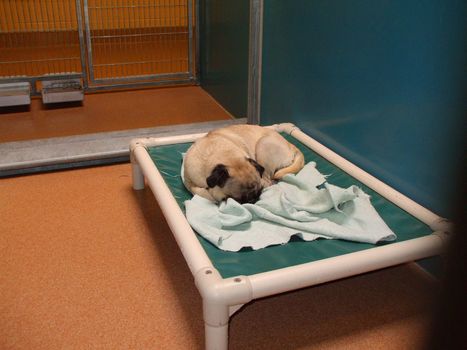 Animal shelter dog resting in the cage.