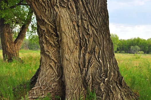 trunk of an old tree with very interesting structure