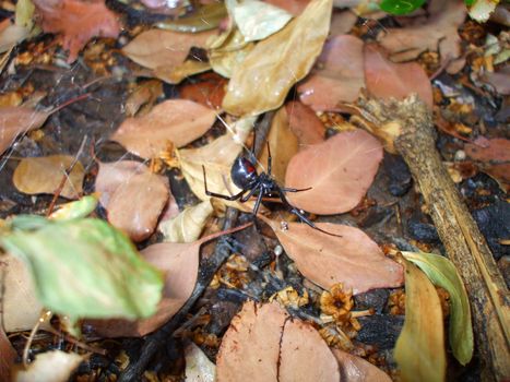 Black widow spider close up.