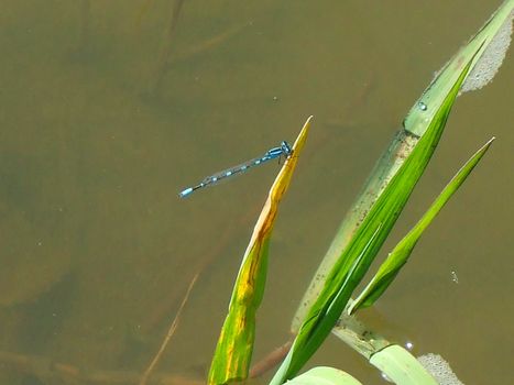 Close up of a small blue dragonfly.