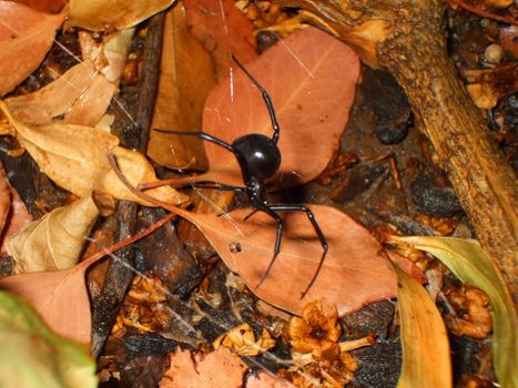 Black widow spider close up.